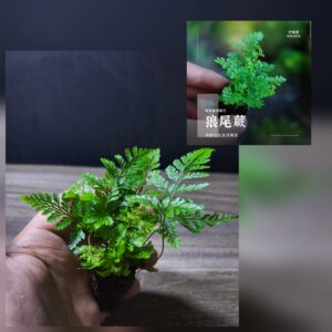 Wolf Tail Fern