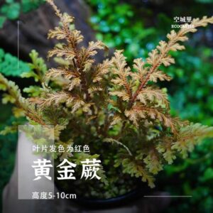 Selaginella Golden.
