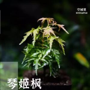 Japanese Maple 🍁