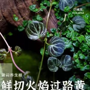 Peparomia SP