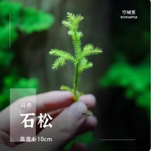 Lycopodium