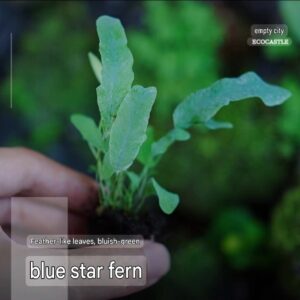 Blue Star Fern