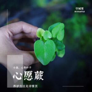 Heart Leaf Fern