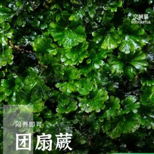 Weft Fern