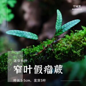 Selliguea Rhynchophylla(fern)