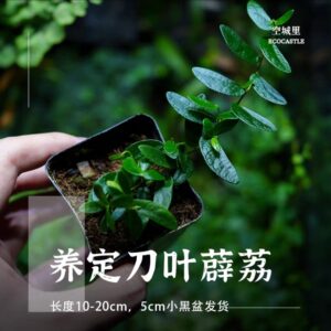 Ficus SP