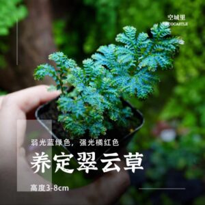 Selaginella Blue