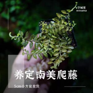 Solanum Evolvulifolium