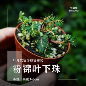 Phyllanthus Urinaria Pink (Grown in our shop)