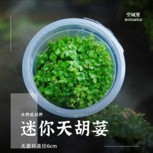 Hydrocotyle tripatia Mini TC