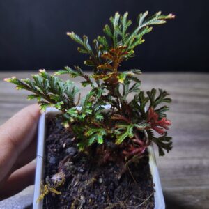 Selaginella Red Rubin