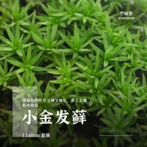 Club moss