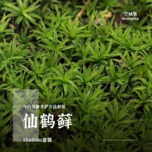 Haircap moss