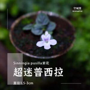 Sinningia Pusilla