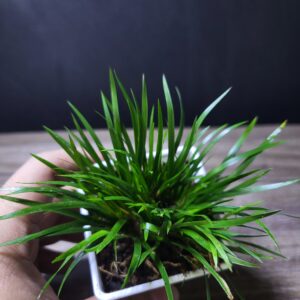 Acorus SP