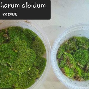 Octoblepharum Albidum moss