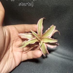 Cryptenthus SP