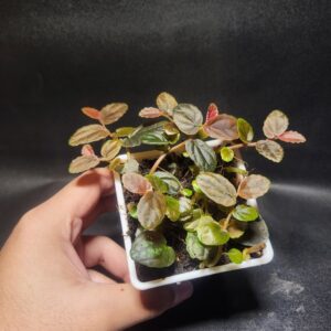 Pelionia Repens Cutting 1 pc