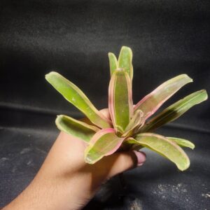 Bromeliad