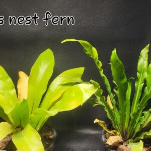 Birds nest fern