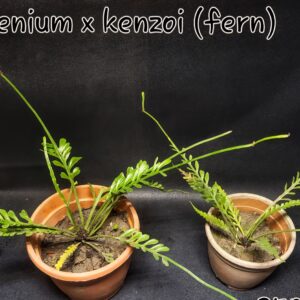 Kenzoi Fern