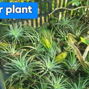Air Plant 1 pc