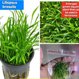 Liliopsus Brasalis