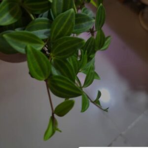 Peparomia Angulata