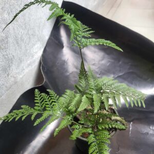 Rabits foot fern