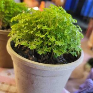 Selaginella sp