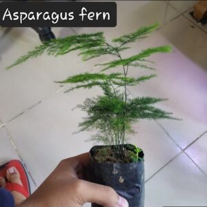 Asparagus fern