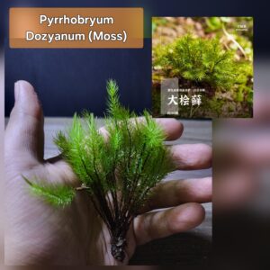 Pyrrhobryum Dozyanum