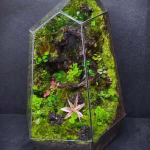 The Mystic mossarium
