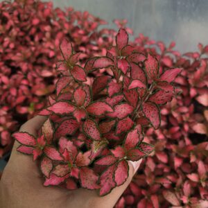 Fittonia SP
