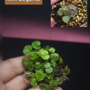 Micro Begonia