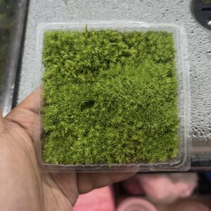 Top Grade cussio moss