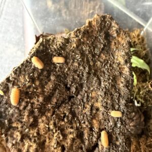 Cubaris murina 'Orange' isopods 5 pc