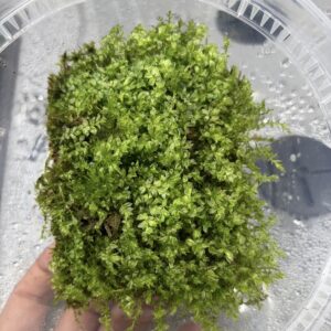 Badge/ Perl moss