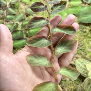 Begonia Withlacoochee