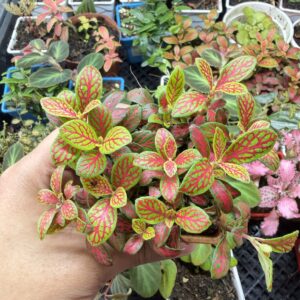 Fitonia Mini Red (Chainese)