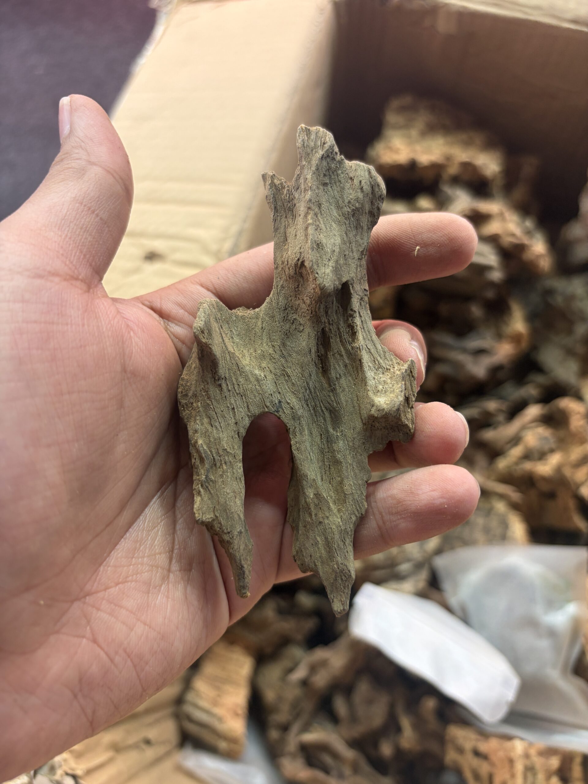Dragon Wood 100 gm