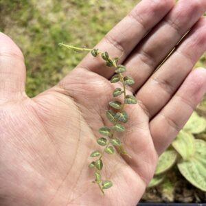 Solanum Evolvulium cutting