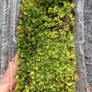 Badge moss