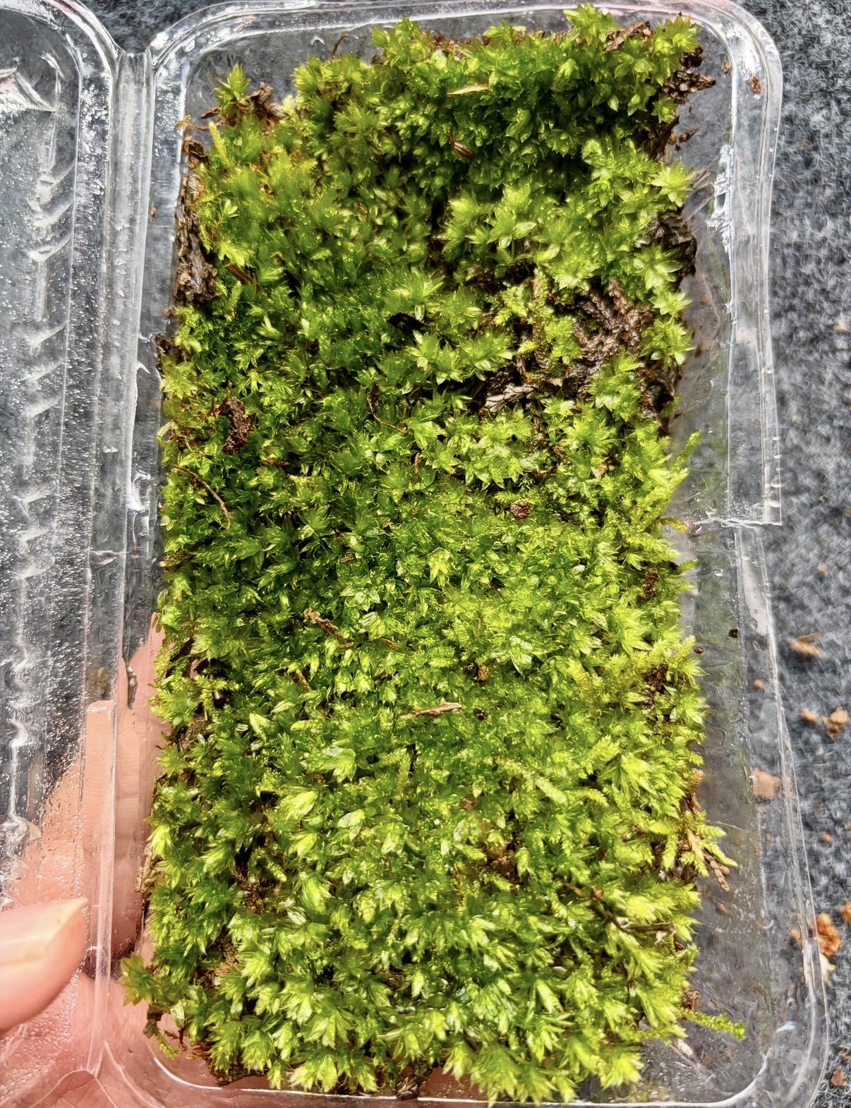 Badge moss