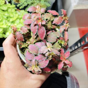 Fitonia red mini( Indian)