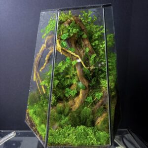 The Ancient Forest