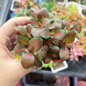Fitonia Red round leaf (Chainese)