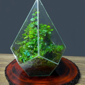 The Crystal Mountain