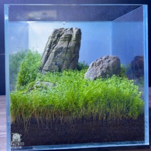Iwagumi Planted Aquarium/Terrarium