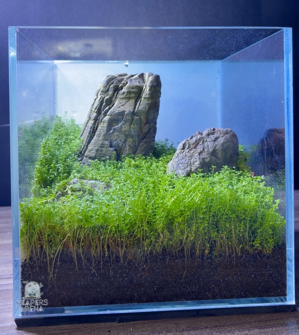 Iwagumi Planted Aquarium/Terrarium